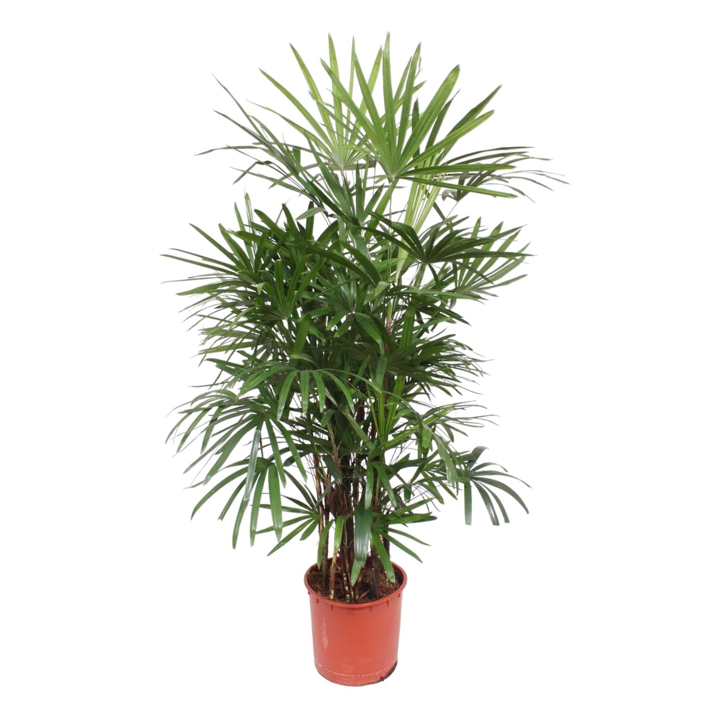 Rhapis Excelsa - 190 cm - Forest Plants