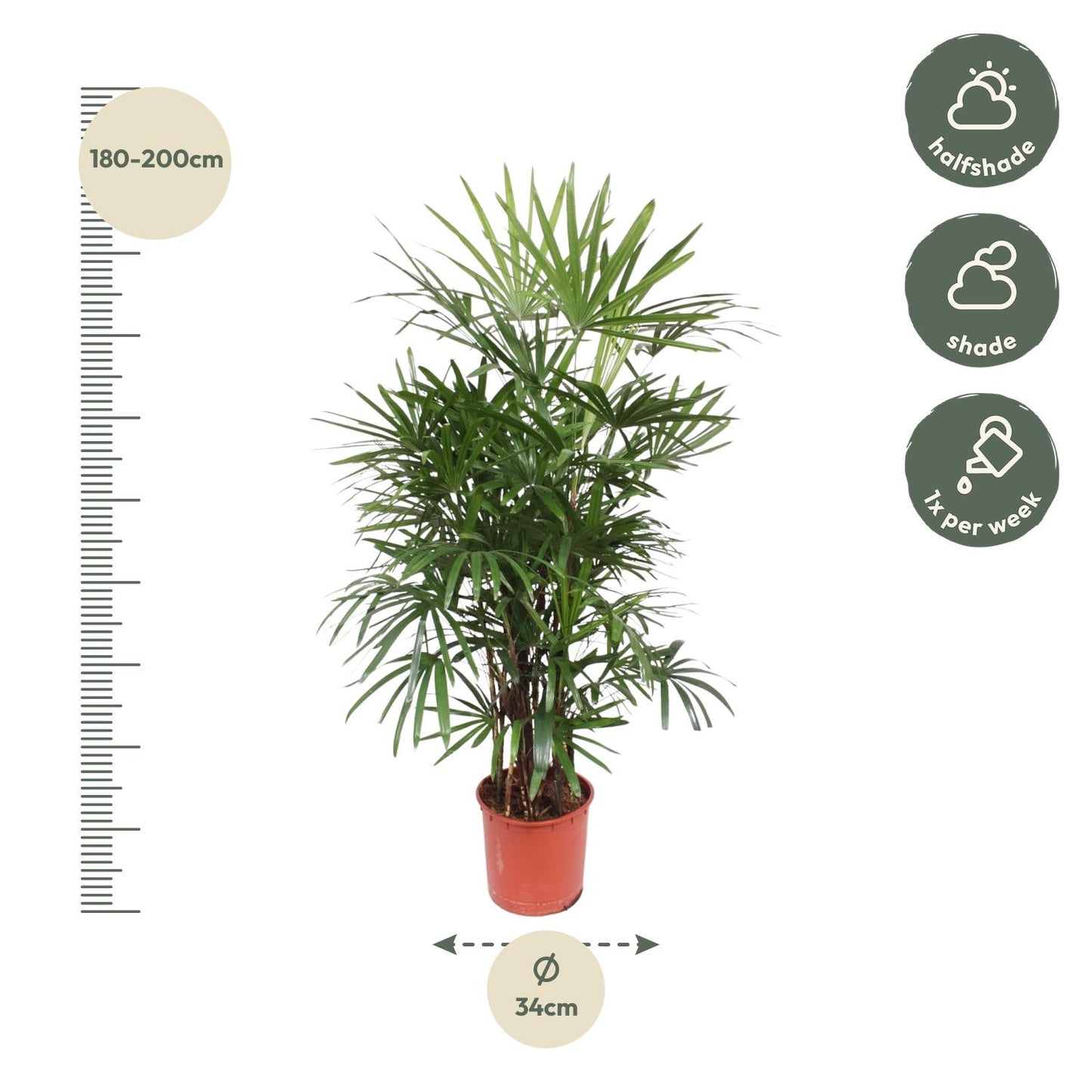 Rhapis Excelsa - 190 cm - Forest Plants