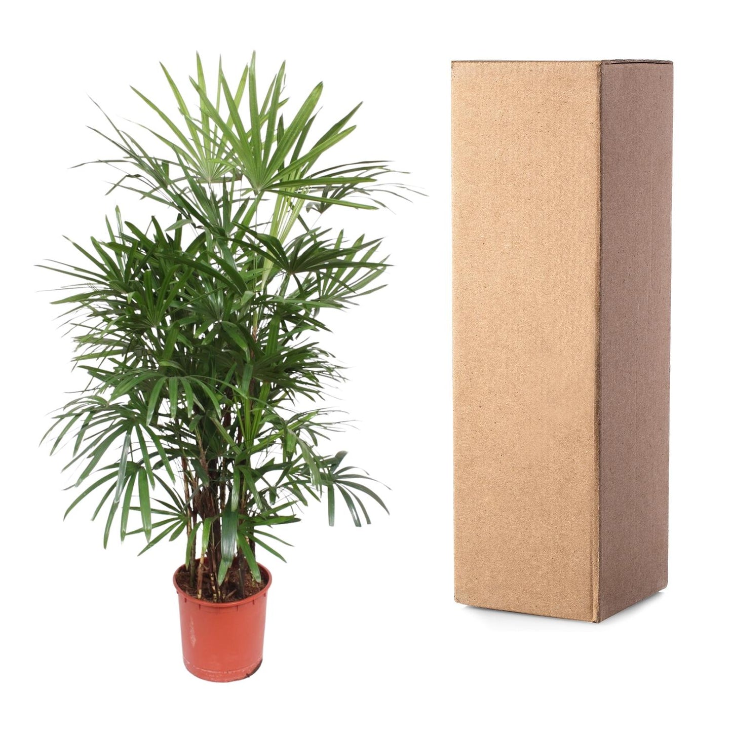Rhapis Excelsa - 190 cm - Forest Plants