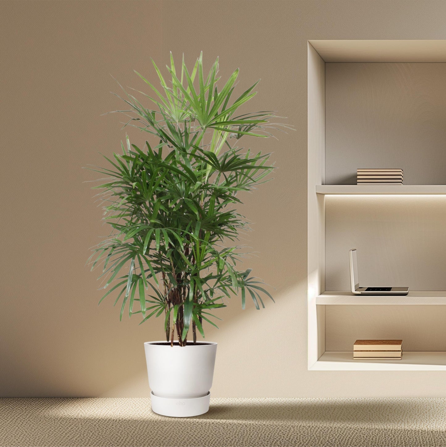 Rhapis Excelsa - 190 cm - Forest Plants