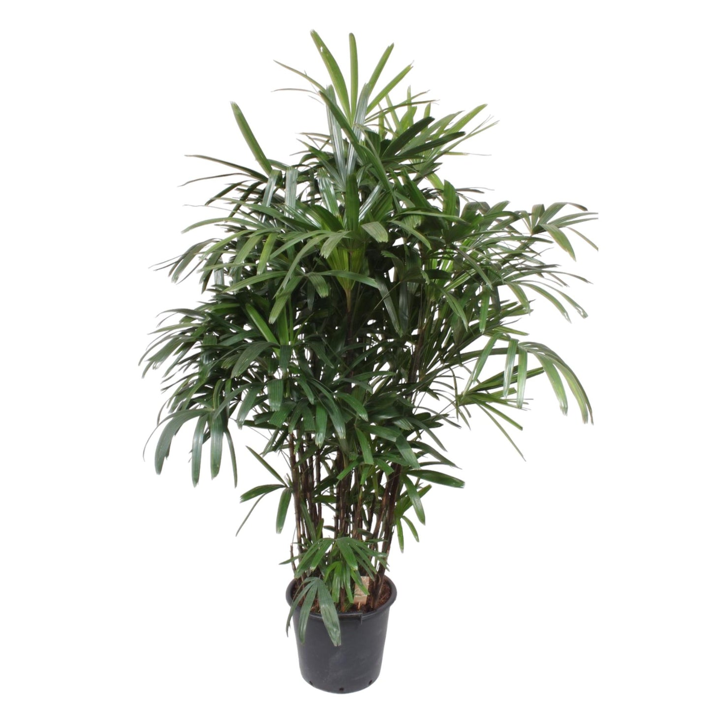 Rhapis Excelsa - 220-240 cm - Forest Plants