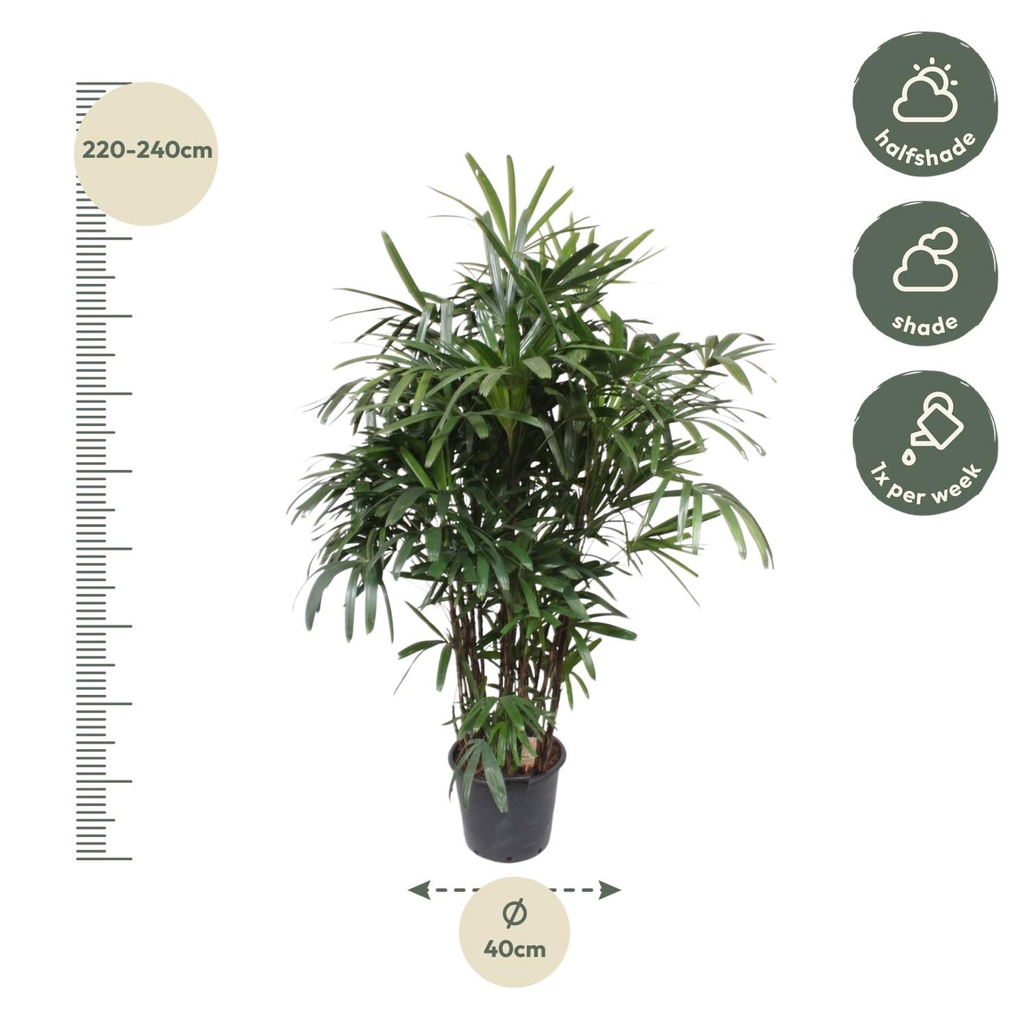 Rhapis Excelsa - 220-240 cm - Forest Plants