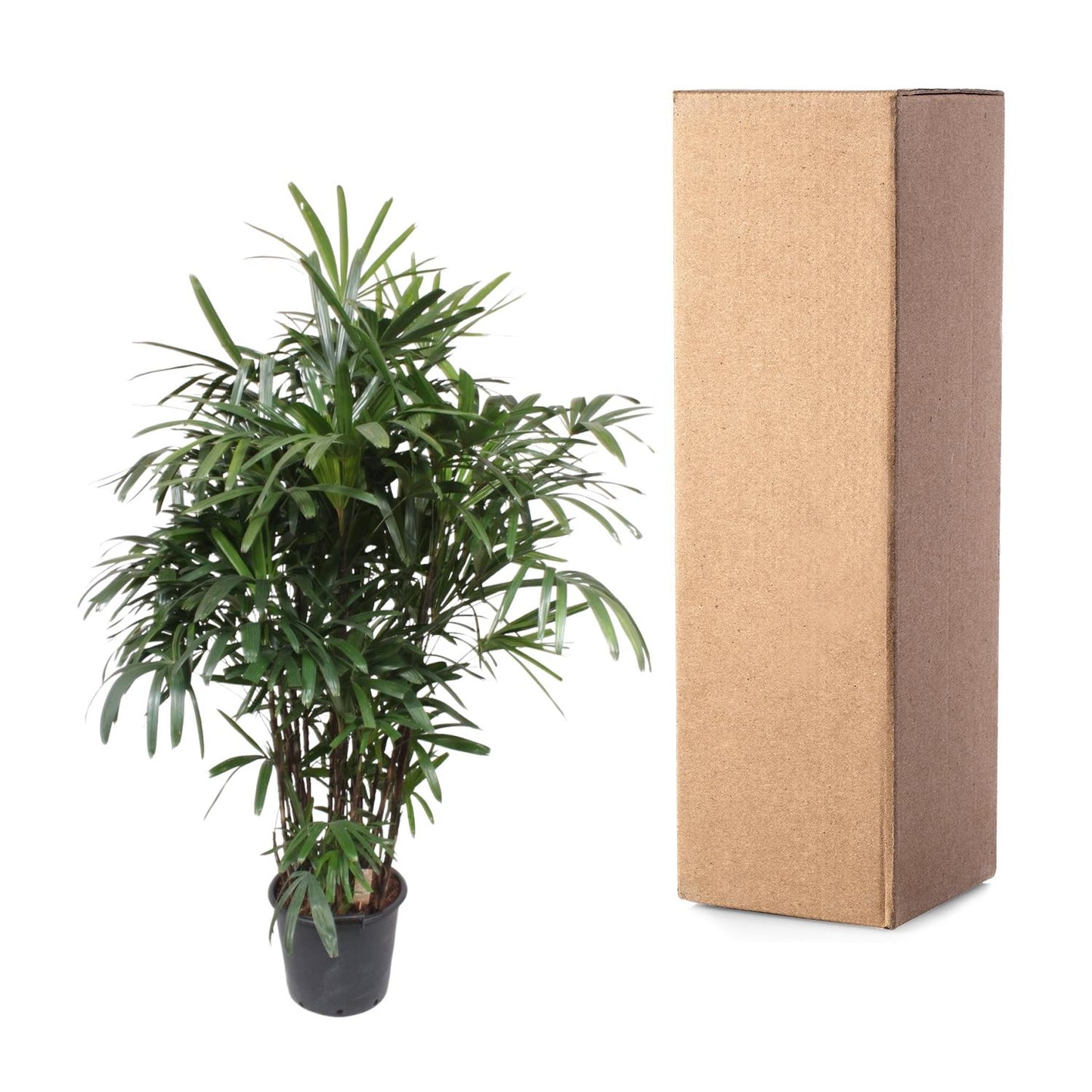 Rhapis Excelsa - 220-240 cm - Forest Plants