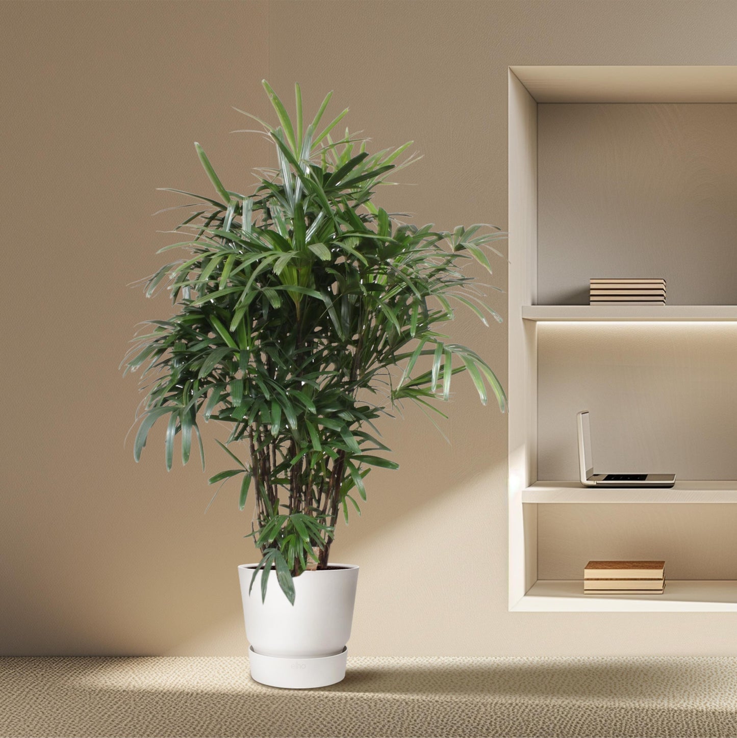 Rhapis Excelsa - 220-240 cm - Forest Plants