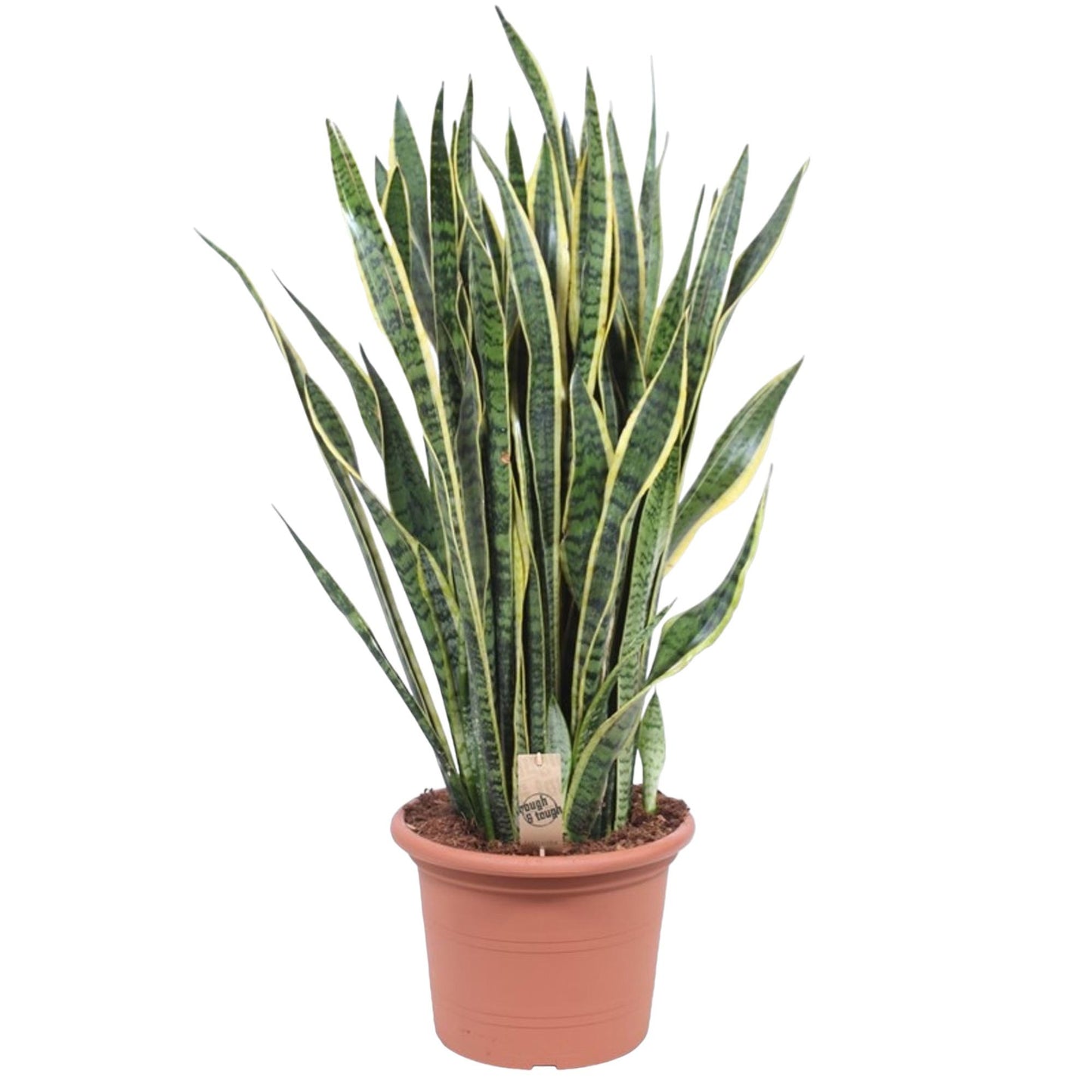Sansevieria Laurentii - 100 cm - Forest Plants