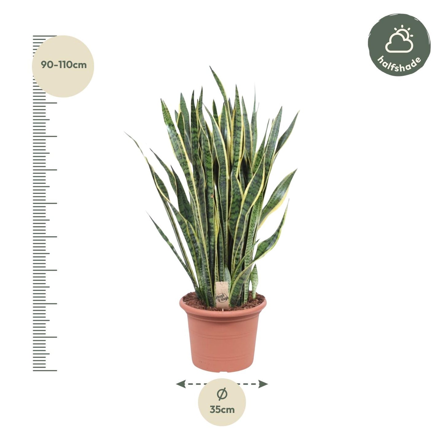Sansevieria Laurentii - 100 cm - Forest Plants