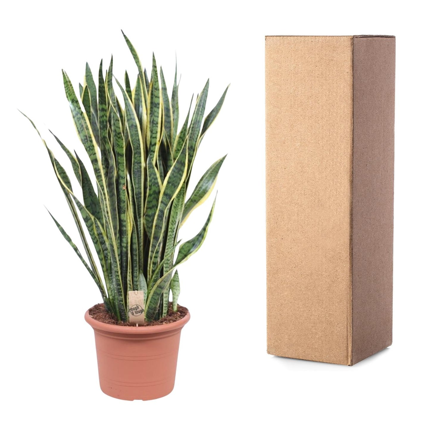 Sansevieria Laurentii - 100 cm - Forest Plants