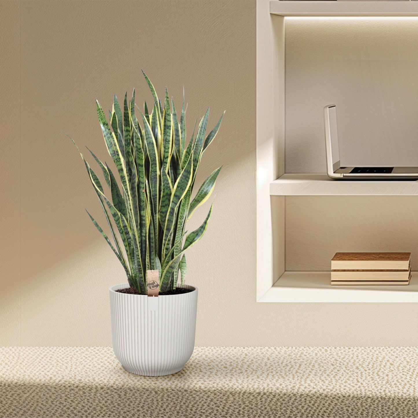 Sansevieria Laurentii - 100 cm - Forest Plants