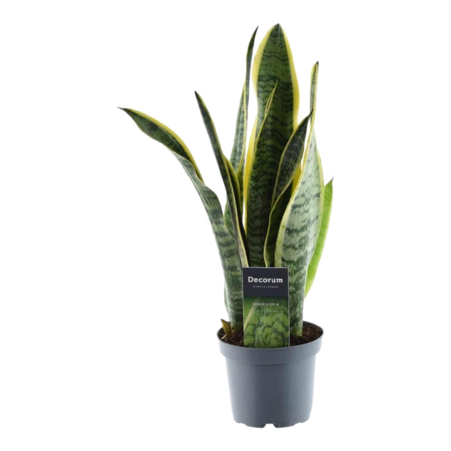 Sansevieria Laurentii - 45 cm
