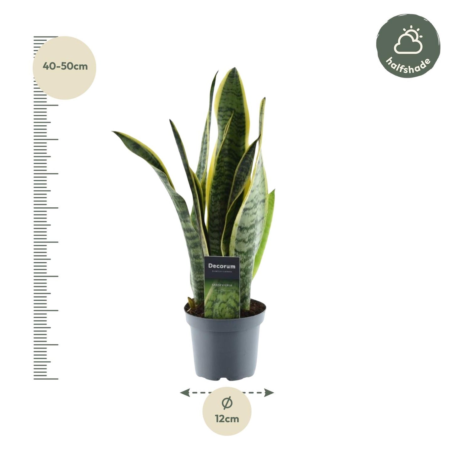 Sansevieria Laurentii - 45 cm