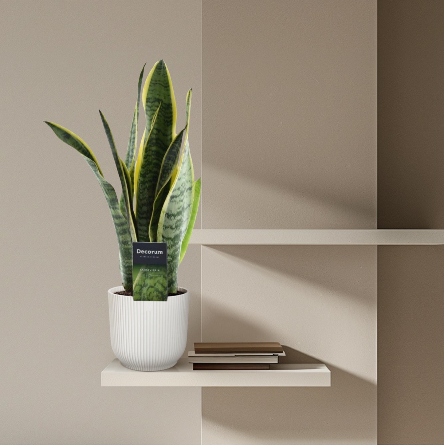 Sansevieria Laurentii - 45 cm