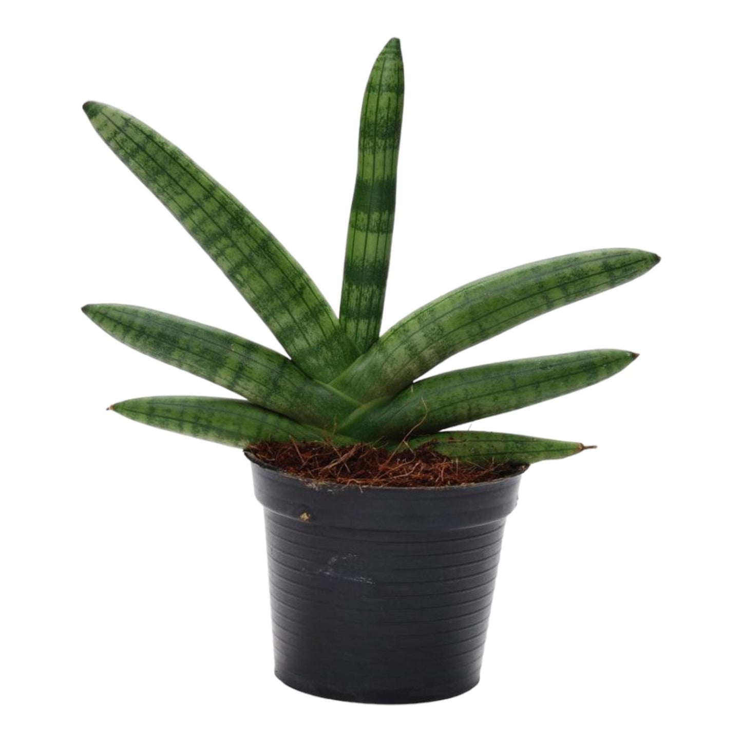 Sansevieria Skyline - 25 cm