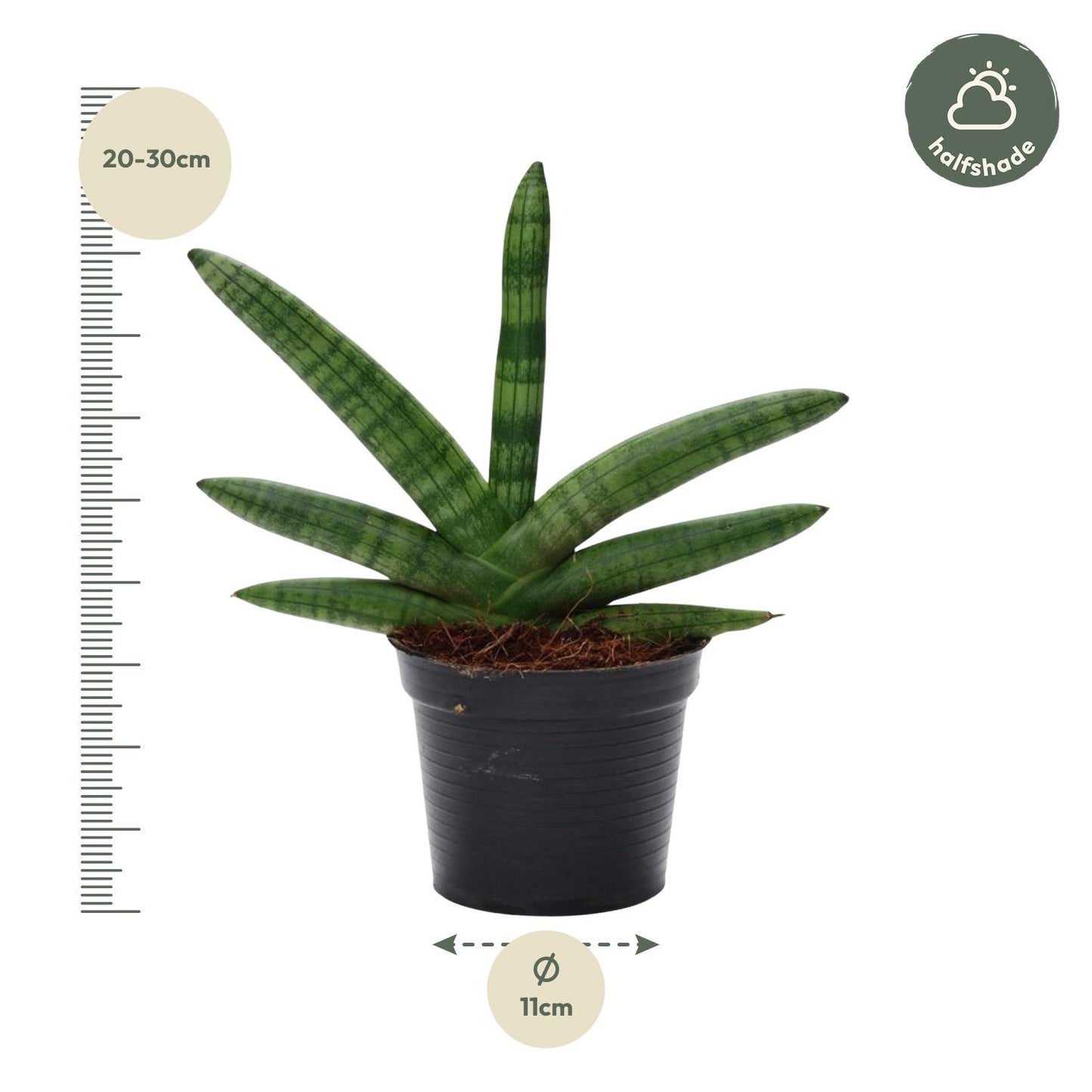 Sansevieria Skyline - 25 cm