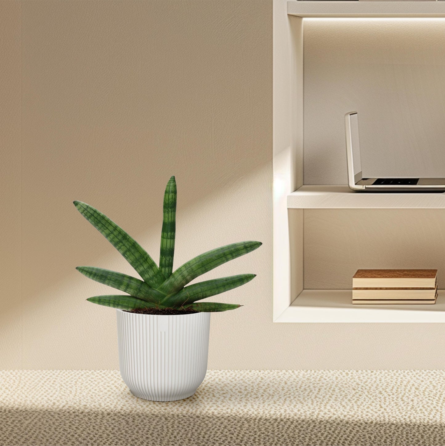 Sansevieria Skyline - 25 cm