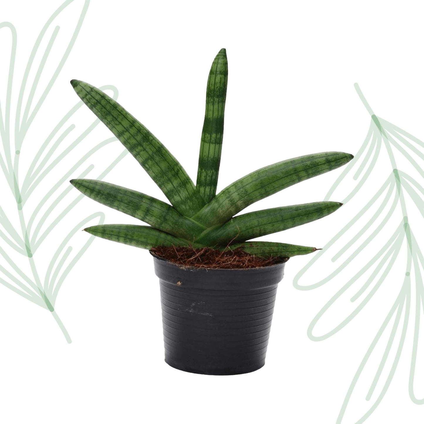 Sansevieria Skyline - 25 cm Forest Plants