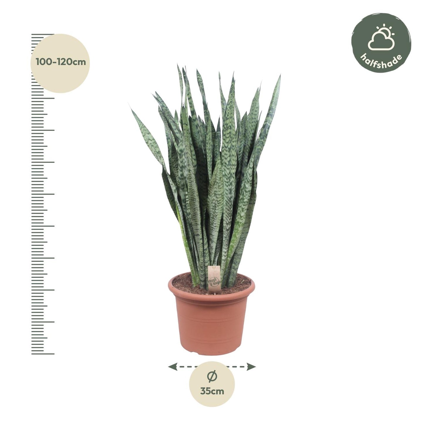 Sansevieria Zeylanica - 110 cm - Forest Plants