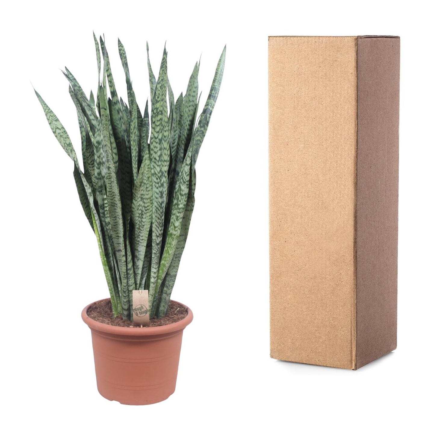 Sansevieria Zeylanica - 110 cm - Forest Plants