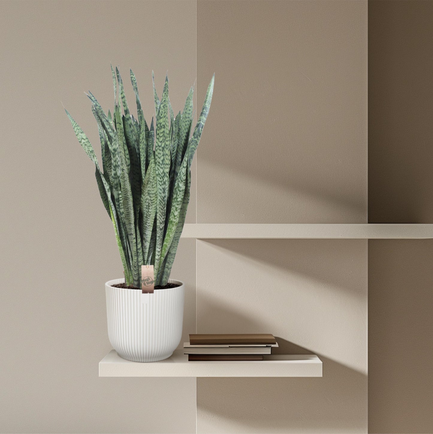 Sansevieria Zeylanica - 110 cm - Forest Plants