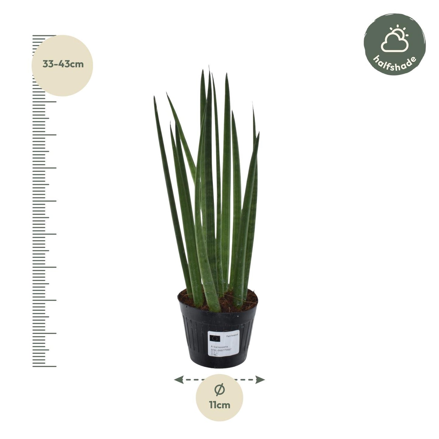 Sansevieria cylindrica 'Bacularis' / Mikado - 38 cm