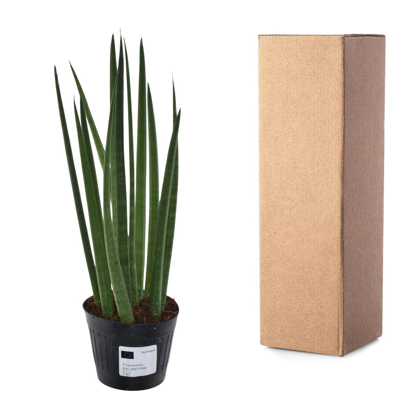 Sansevieria cylindrica 'Bacularis' / Mikado - 38 cm