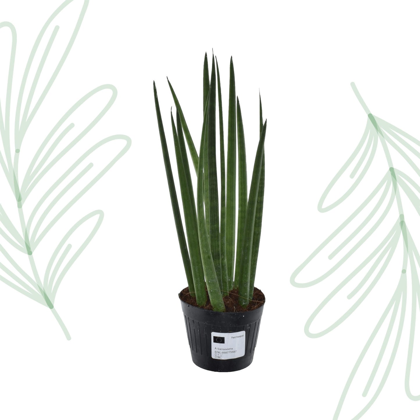 Sansevieria cylindrica 'Bacularis' / Mikado - 38 cm Forest Plants