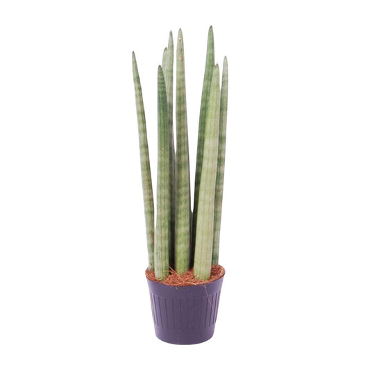 Sansevieria cylindrica 'Spaghetti' - 40 cm