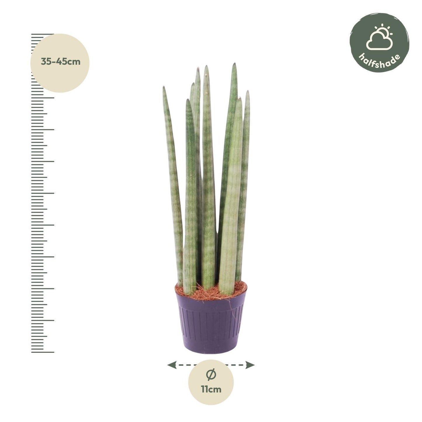 Sansevieria cylindrica 'Spaghetti' - 40 cm