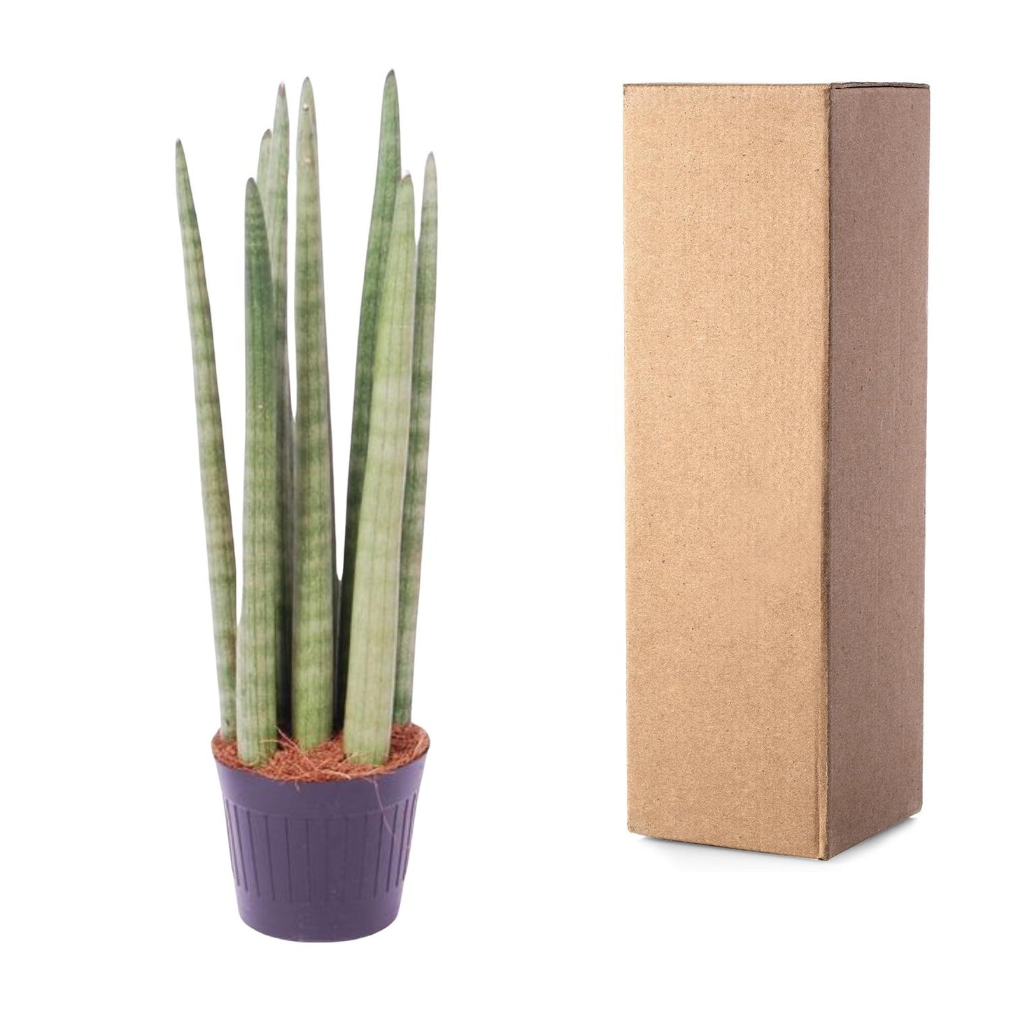 Sansevieria cylindrica 'Spaghetti' - 40 cm