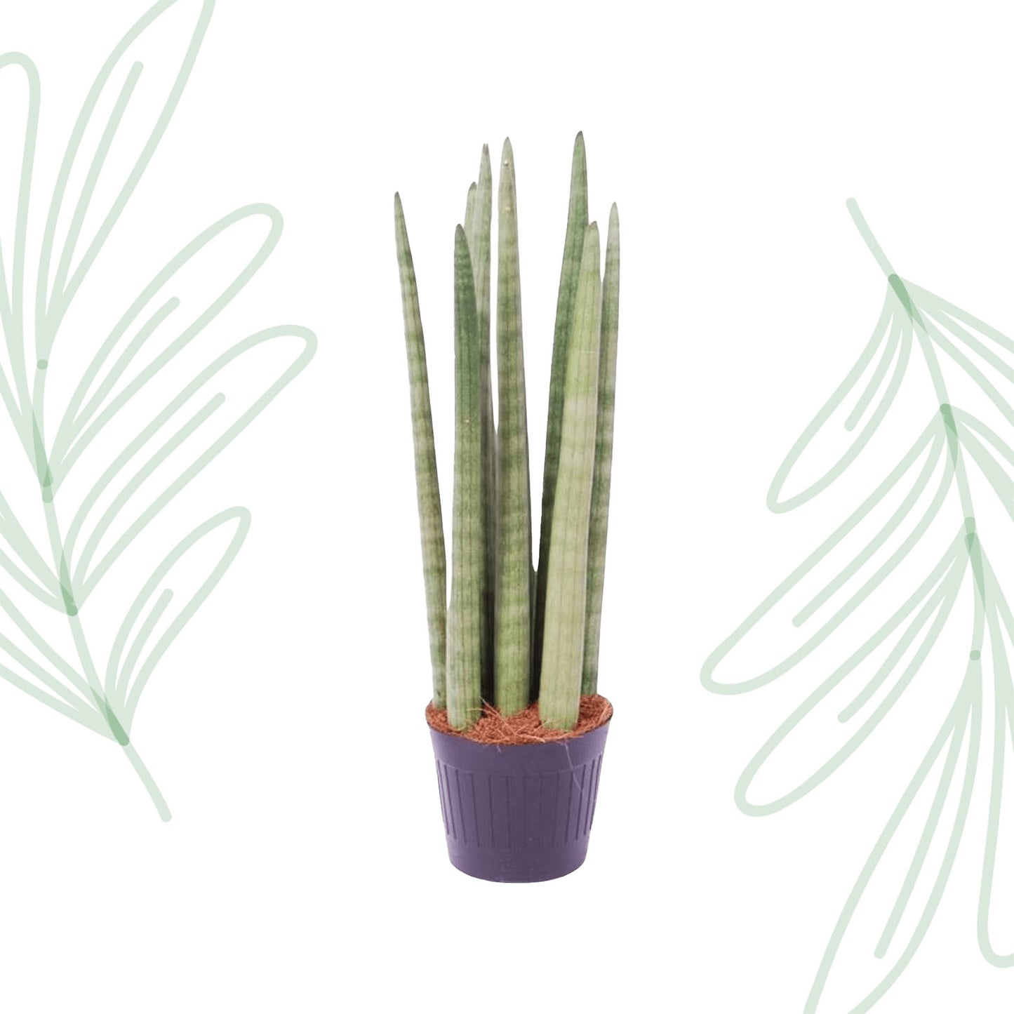 Sansevieria cylindrica 'Spaghetti' - 40 cm Forest Plants