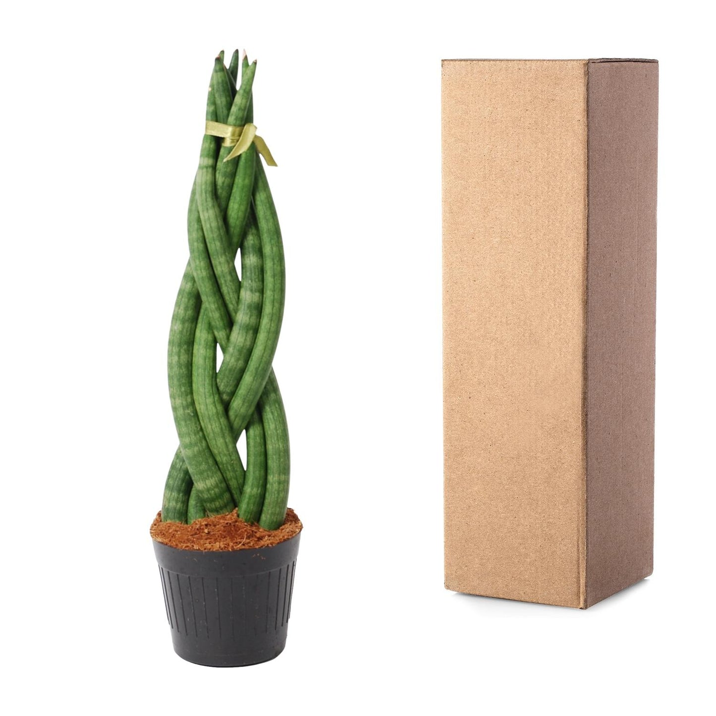 Sansevieria cylindrica 'Twist' - 40 cm