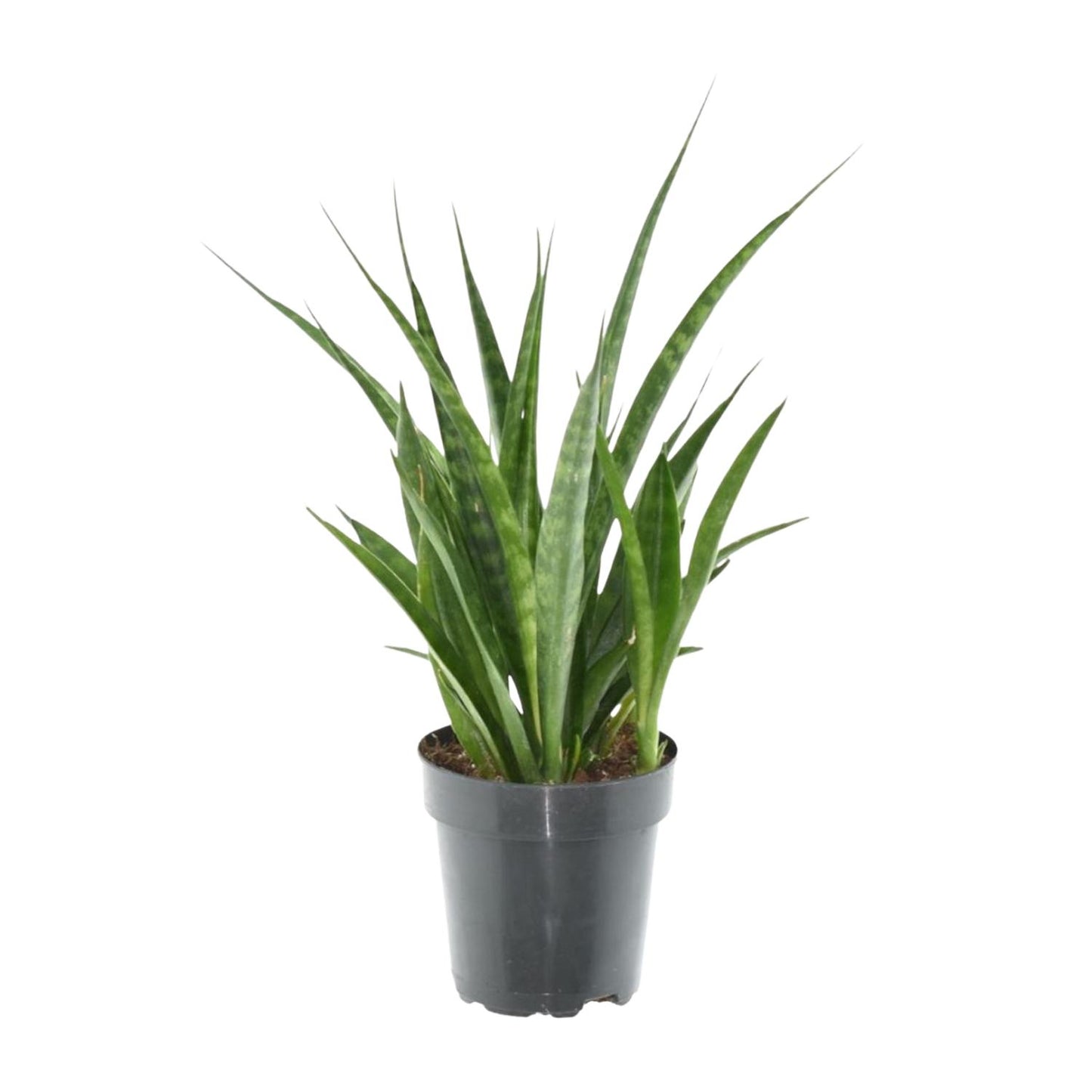 Sansevieria kirkii 'Friends' - 38 cm