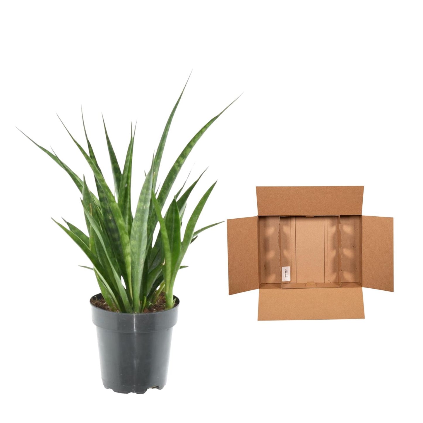 Sansevieria kirkii 'Friends' - 38 cm