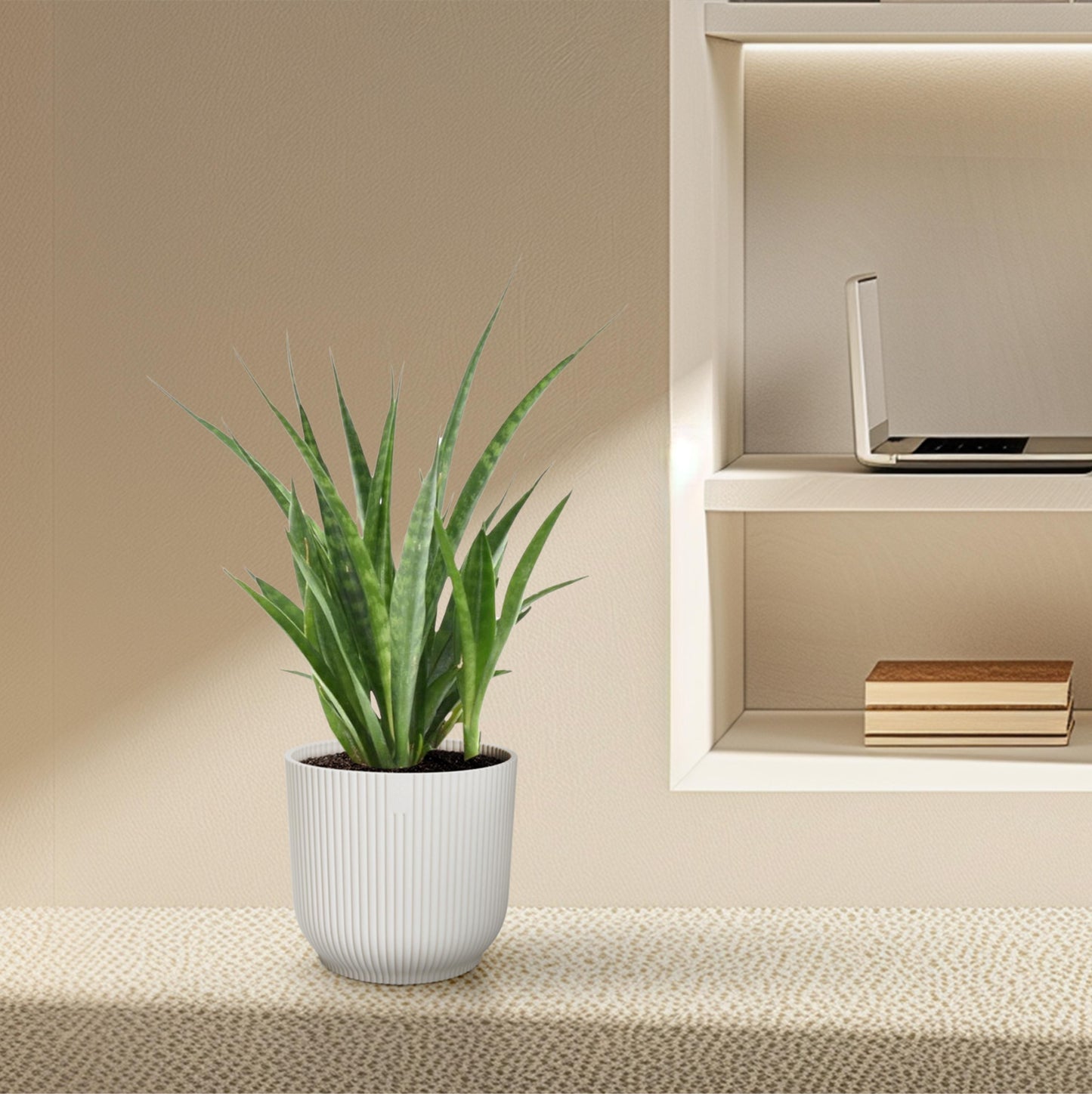 Sansevieria kirkii 'Friends' - 38 cm
