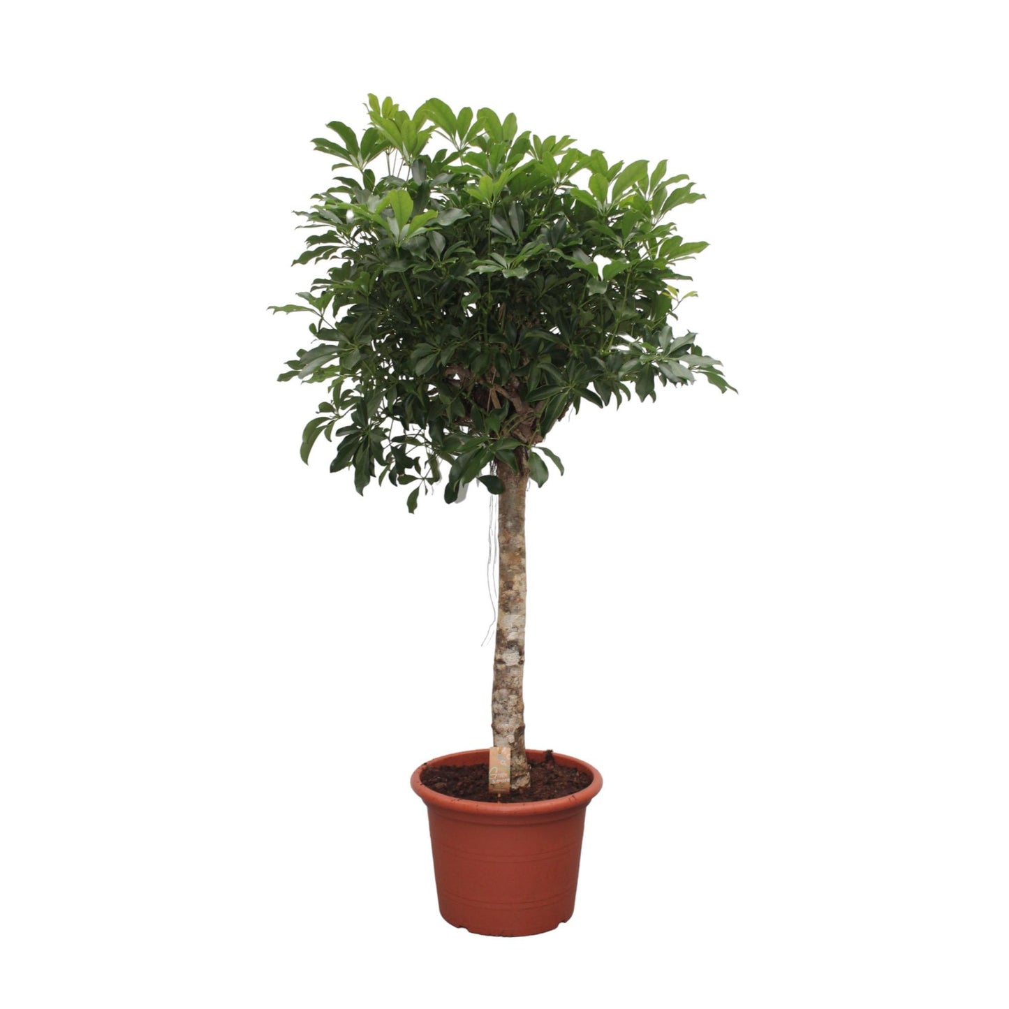 Schefflera Arboricola Compacta boom - 180 cm - Forest Plants