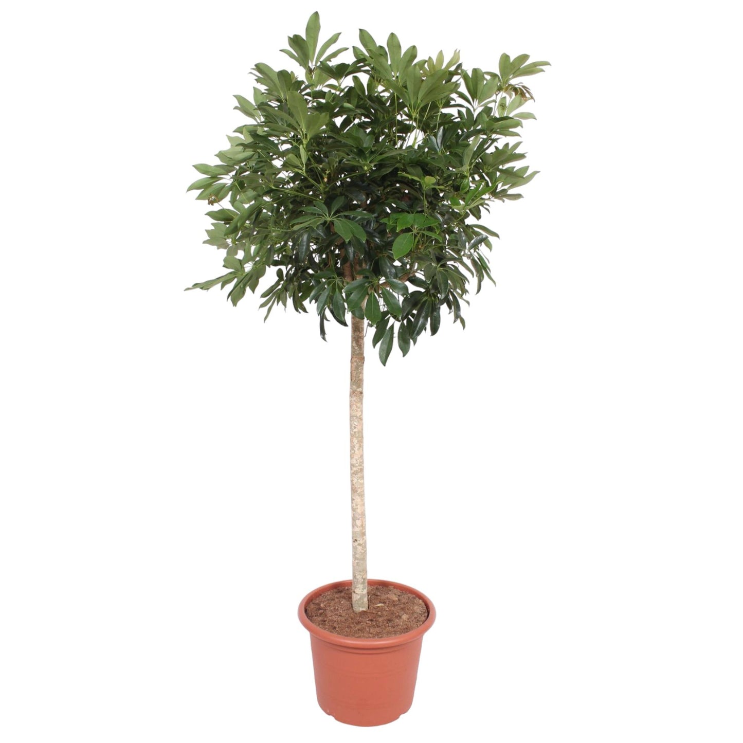 Schefflera Arboricola Compacta boom - 190 cm - Forest Plants