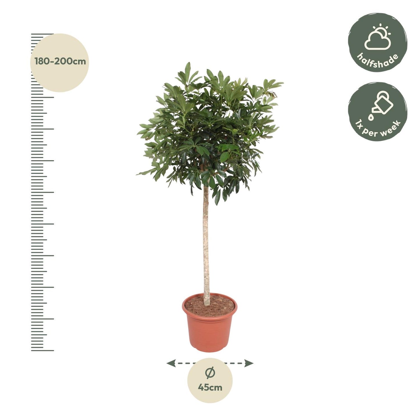 Schefflera Arboricola Compacta boom - 190 cm - Forest Plants
