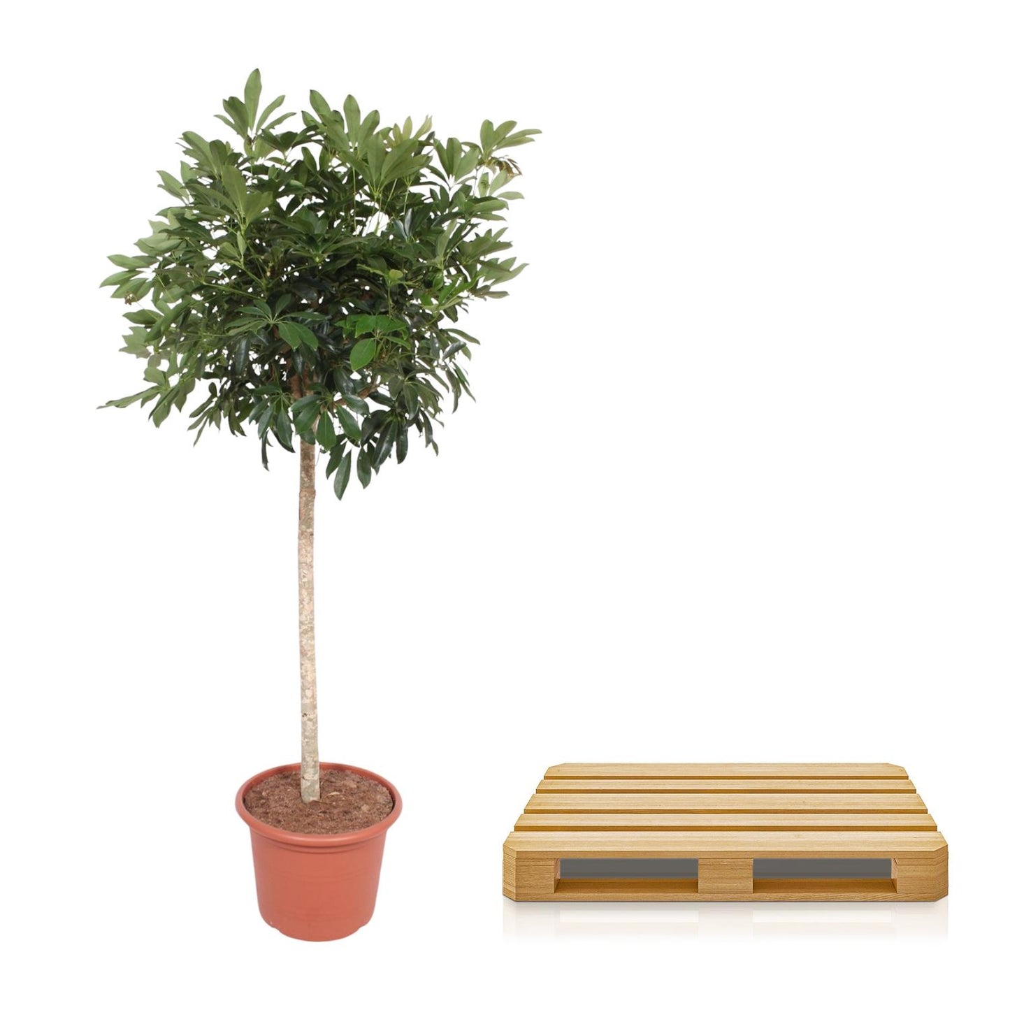 Schefflera Arboricola Compacta boom - 190 cm - Forest Plants