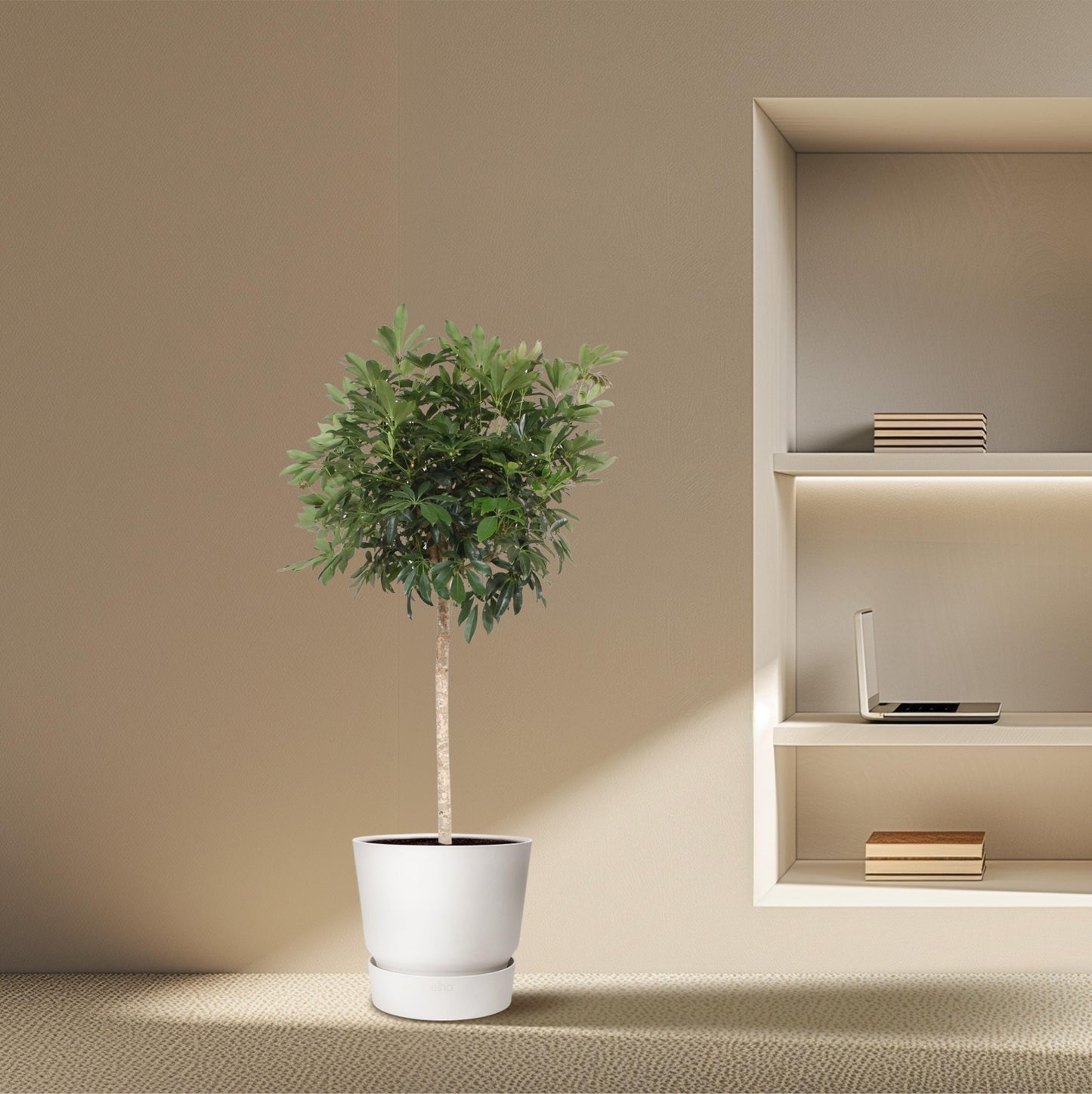 Schefflera Arboricola Compacta boom - 190 cm - Forest Plants