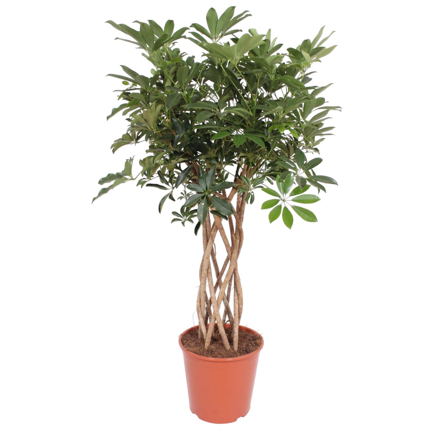 Schefflera Arboricola Compacta gevlochten stam - 130 cm - Forest Plants