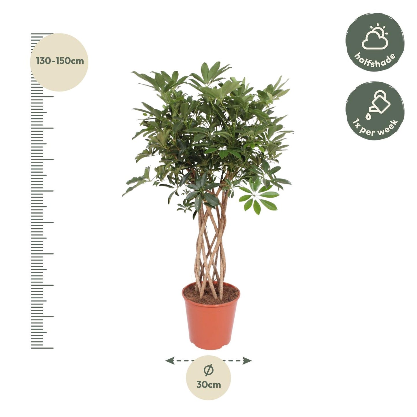 Schefflera Arboricola Compacta gevlochten stam - 130 cm - Forest Plants