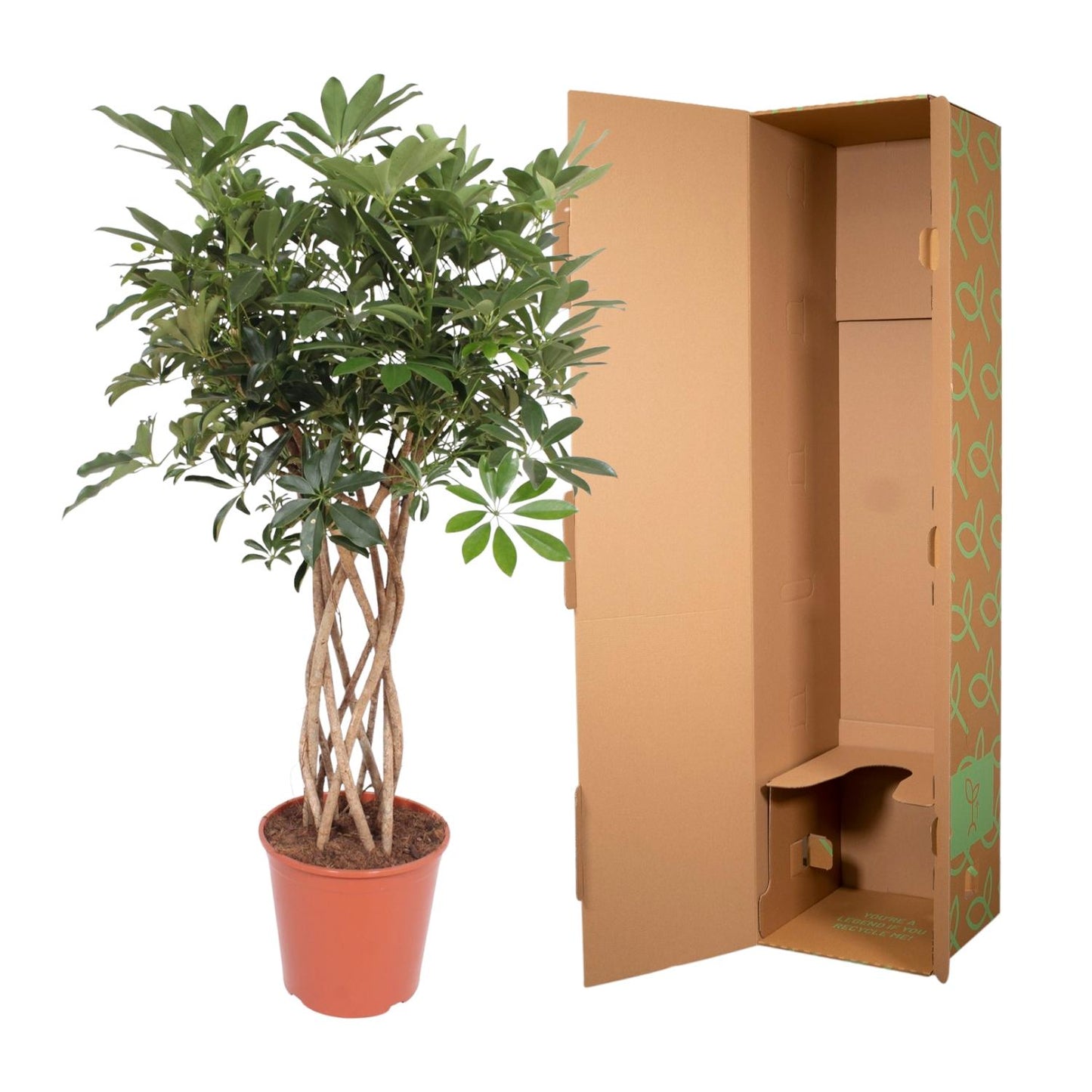 Schefflera Arboricola Compacta gevlochten stam - 130 cm - Forest Plants