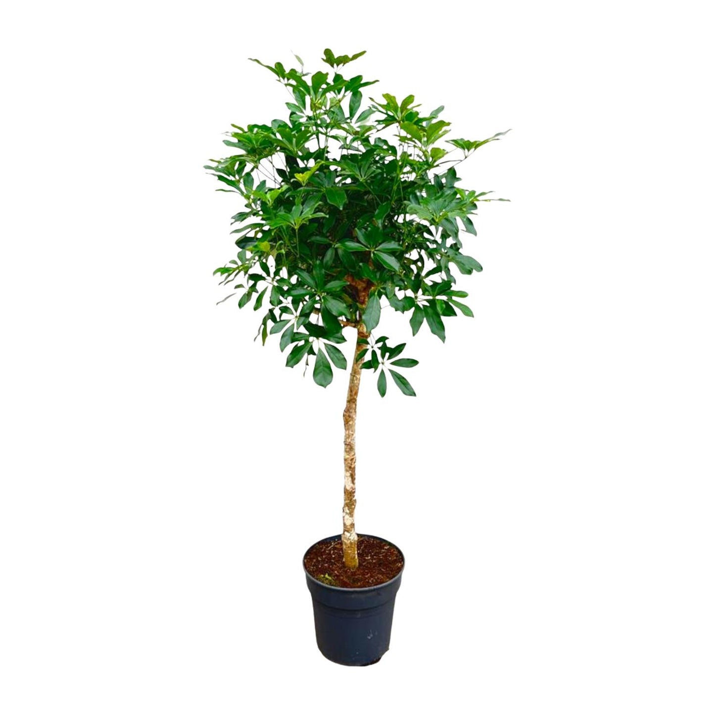 Schefflera op stam - 170 cm - Forest Plants