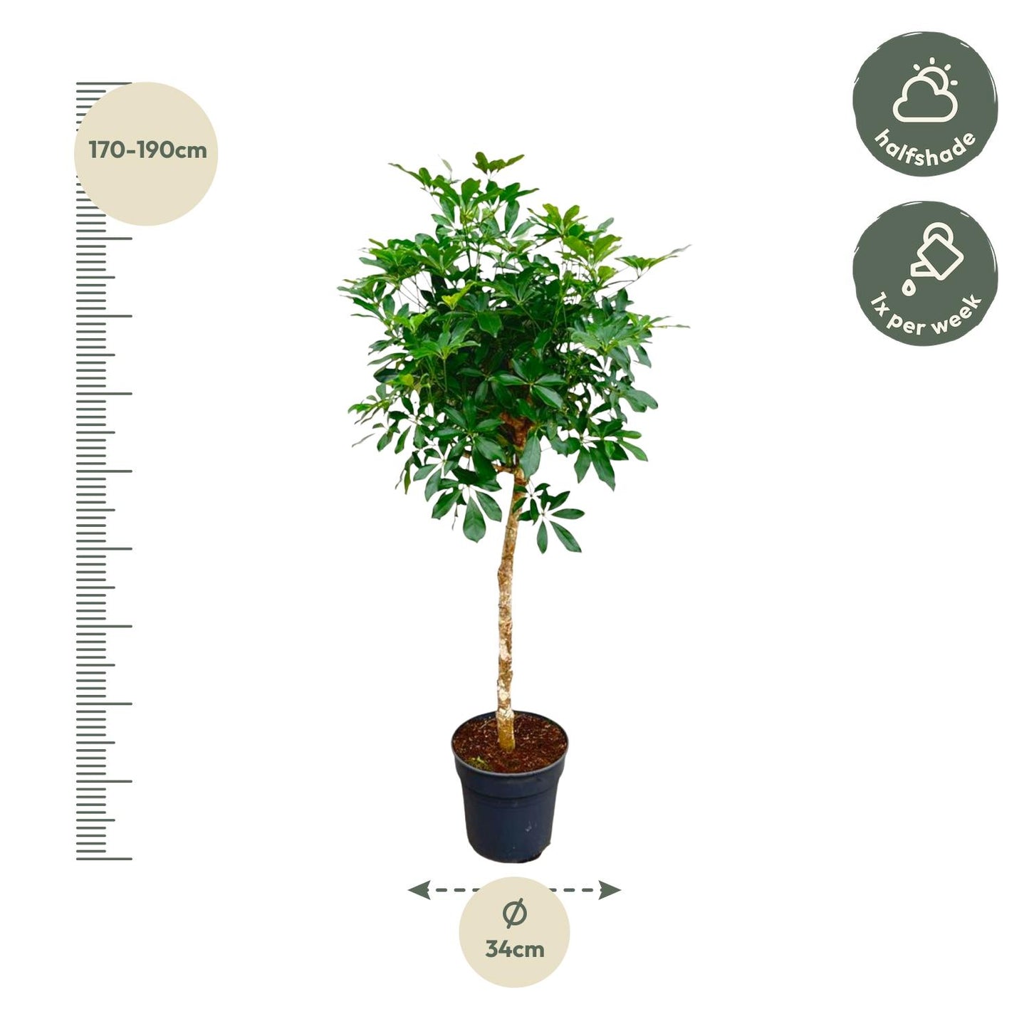 Schefflera op stam - 170 cm - Forest Plants