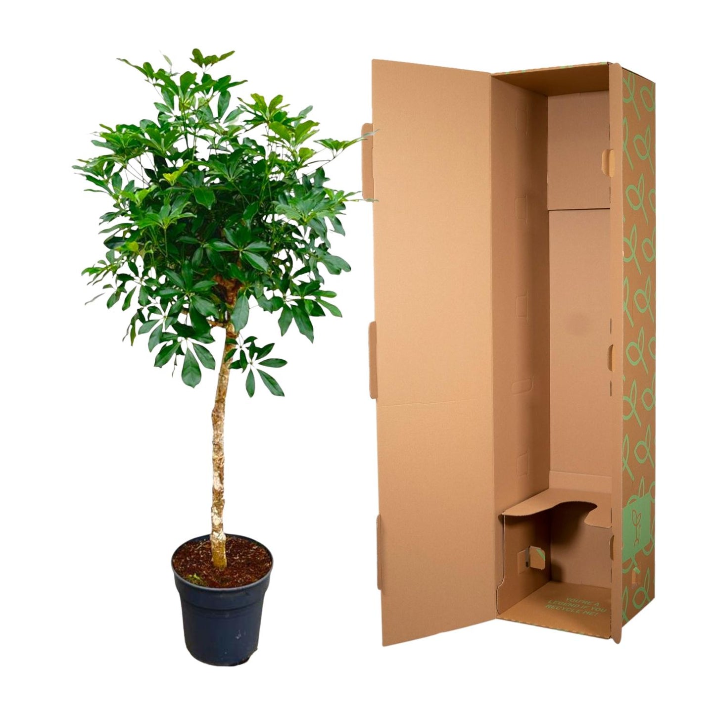 Schefflera op stam - 170 cm - Forest Plants