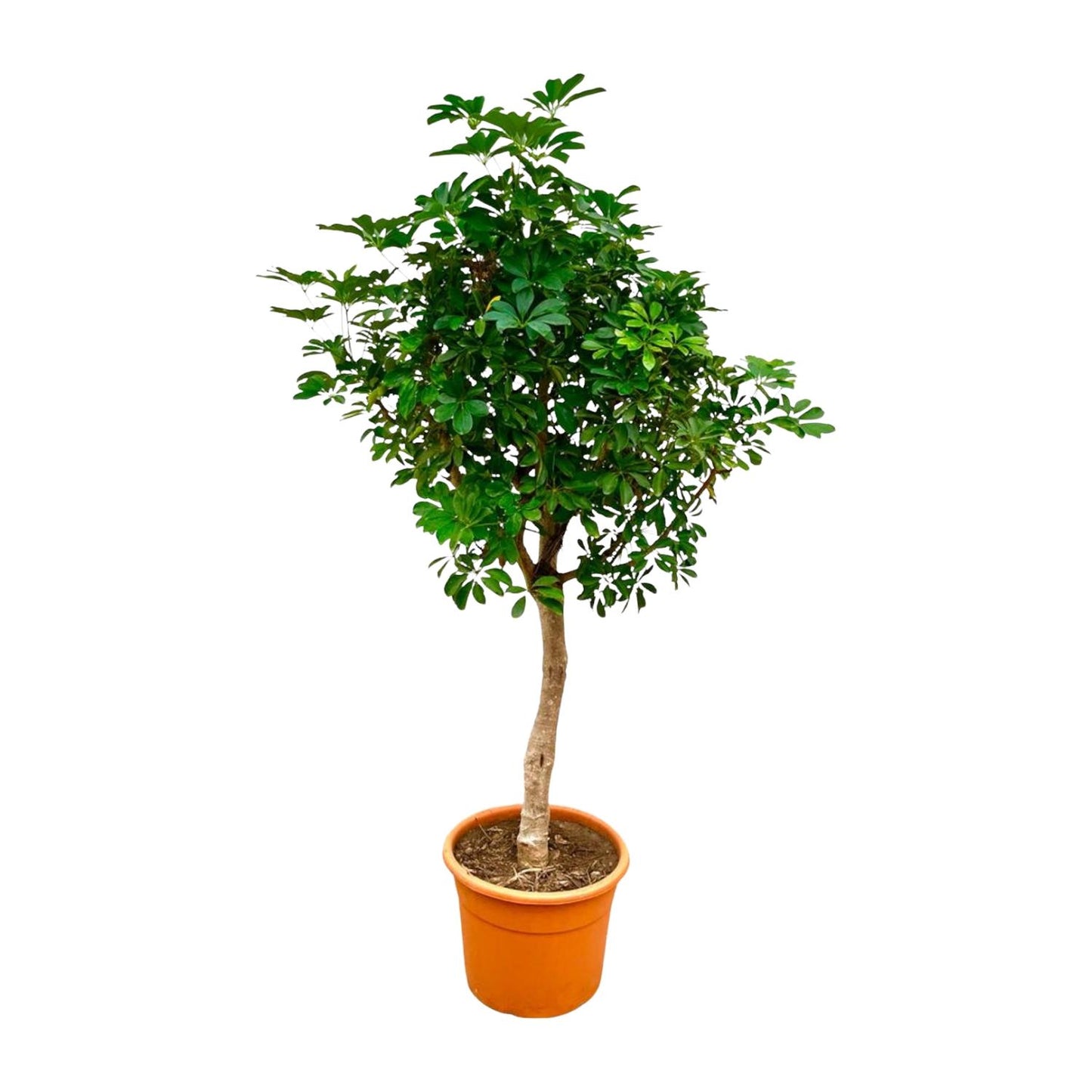 Schefflera op stam - 210 cm - Forest Plants