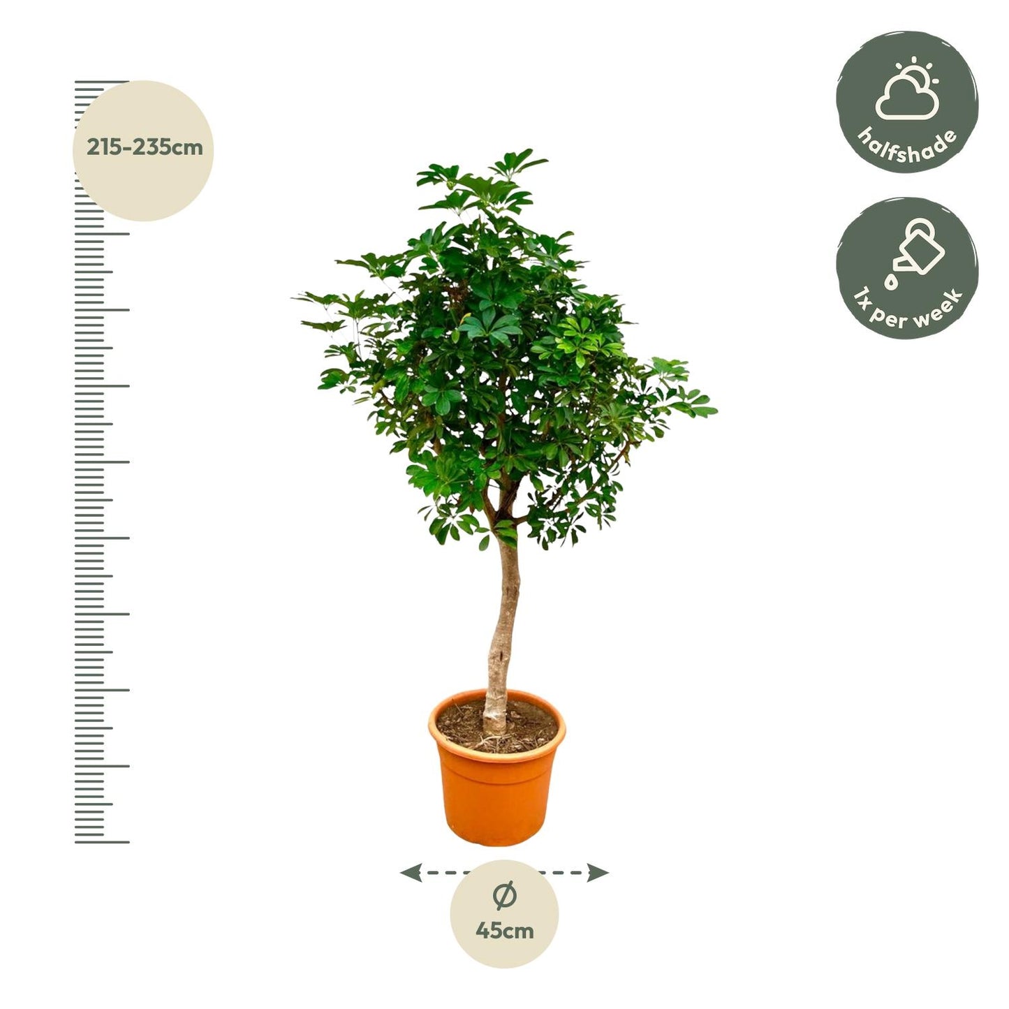 Schefflera op stam - 210 cm - Forest Plants
