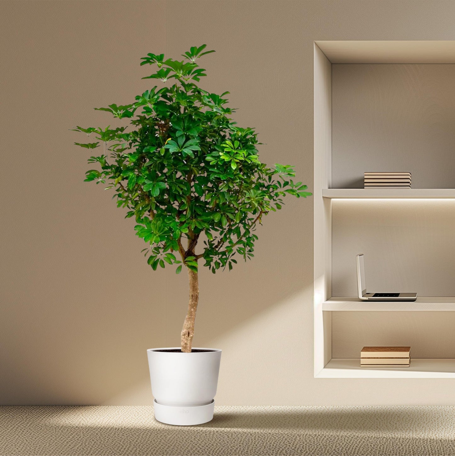 Schefflera op stam - 210 cm - Forest Plants