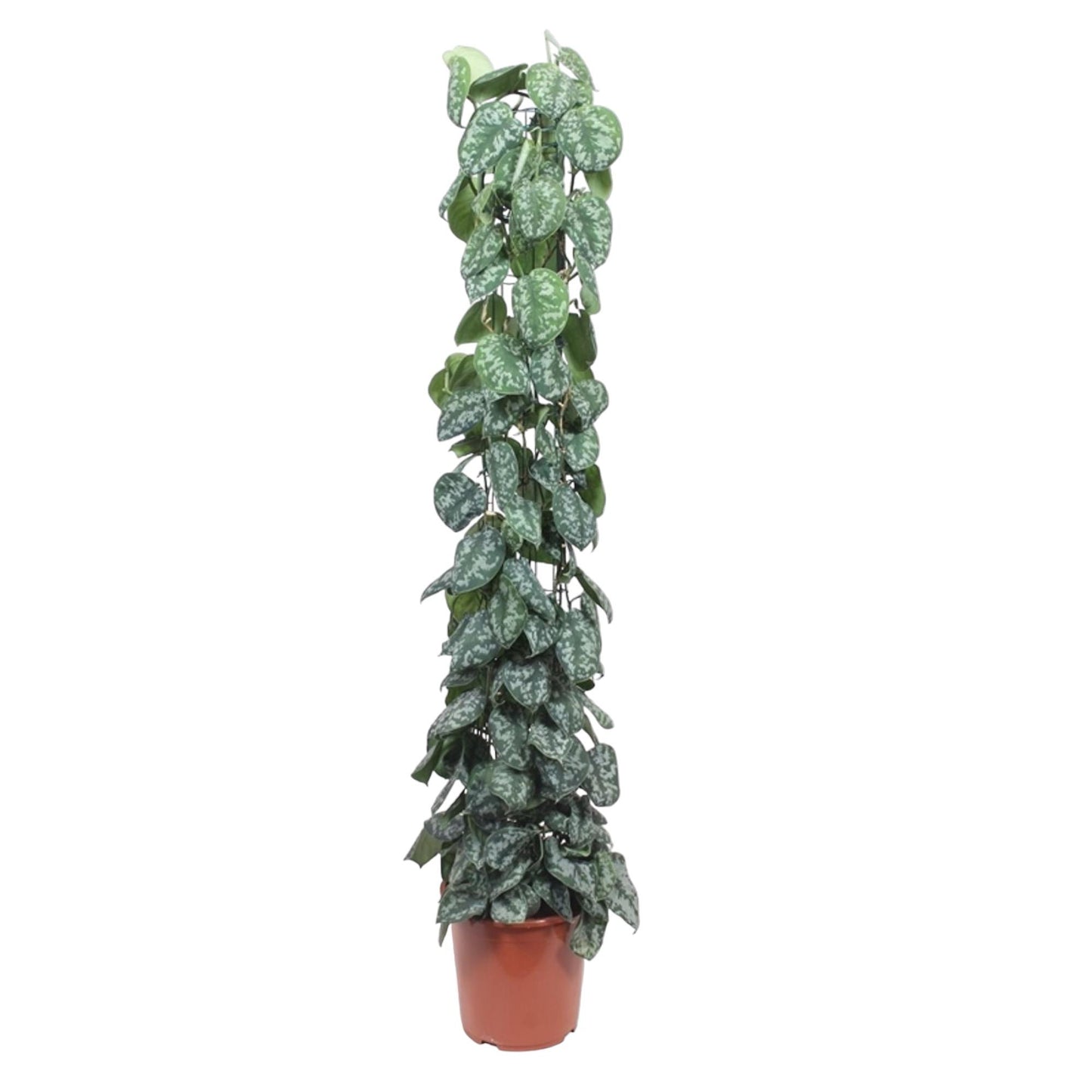 Scindapsus Pictus Trebie gaasrek - 160 cm - Forest Plants