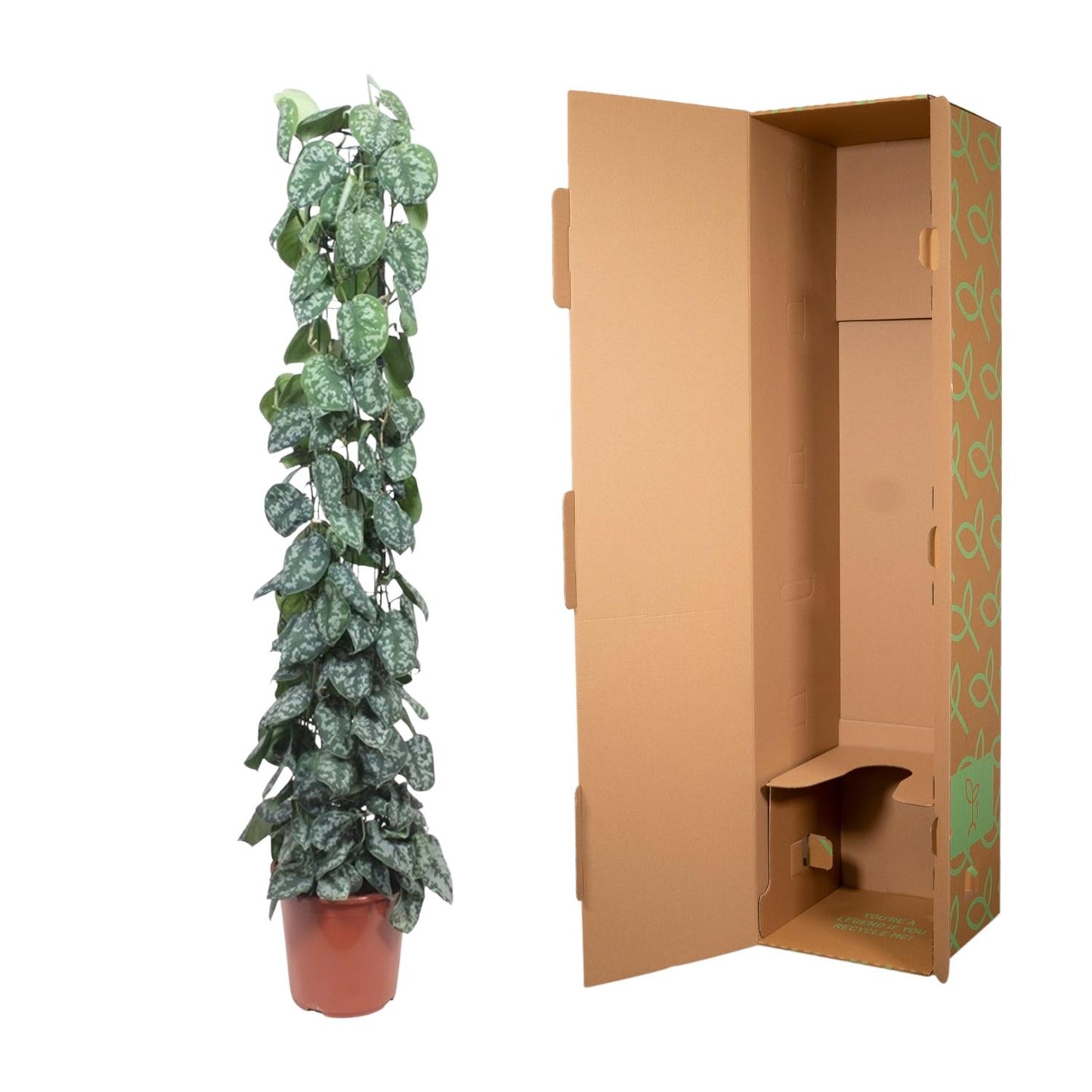 Scindapsus Pictus Trebie gaasrek - 160 cm - Forest Plants