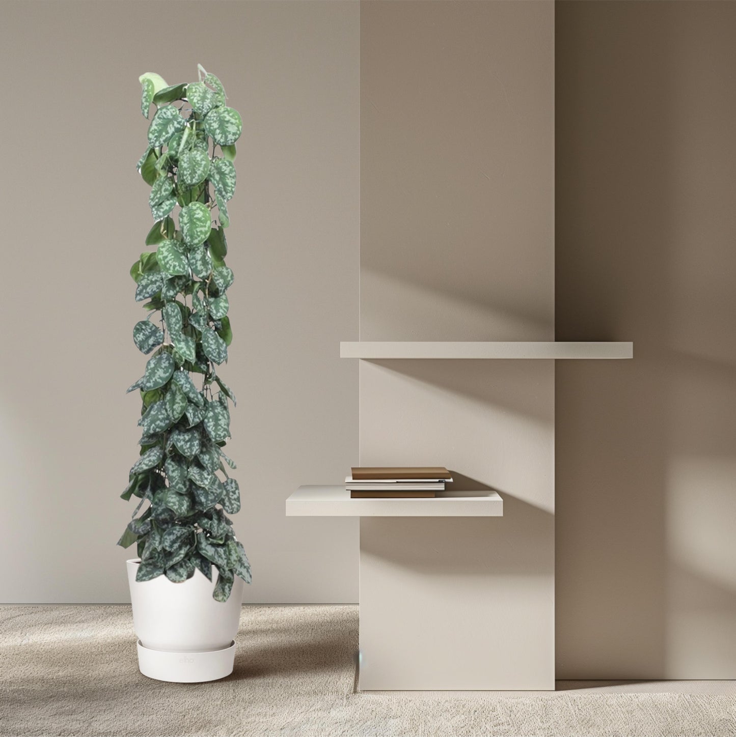 Scindapsus Pictus Trebie gaasrek - 160 cm - Forest Plants